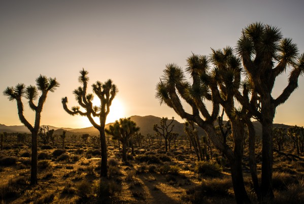 Golden Hour by Clare Kathleen Cornelius